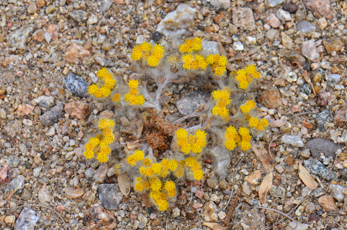 Pringle's Wooly Sunflower or Wooly Sunflower is rare in the United States where it is native only to Arizona, southeast California and southern Nevada. The species thrives in mesas, plains, canyons, hillsides and sandy or gravelly soil in various habitats. Eriophyllum pringlei 